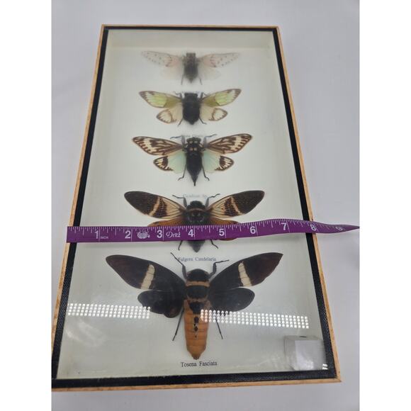 Real Cicada Insect Taxidermy Entomology In Display Wooden Shadowbox 5 Specimen - Picture 11 of 13